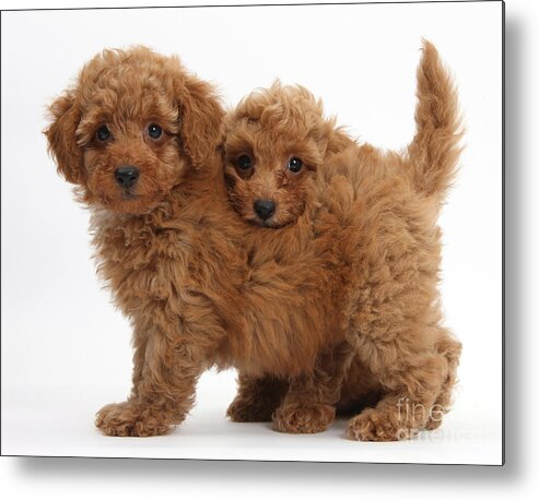 Nature Metal Print featuring the photograph Two Cute Red Toy Poodle Puppies by Mark Taylor