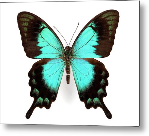 Papilio Lorquinianus Esmae Metal Print featuring the photograph Two-tailed Swallowtail Butterfly by Pascal Goetgheluck/science Photo Library