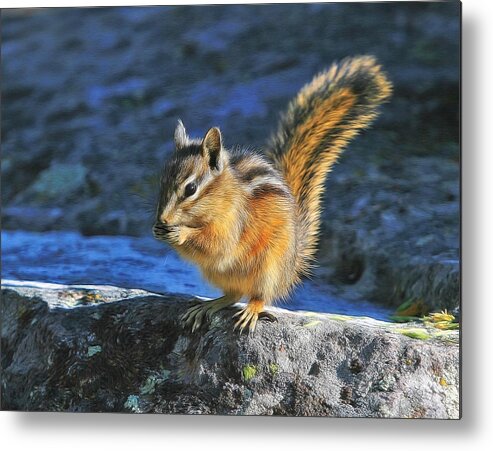 Chipmunk Metal Print featuring the photograph Uinta Chipmunk by Clare VanderVeen