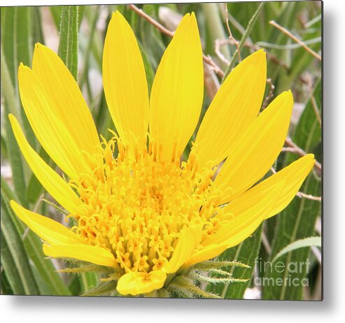 Yellow Metal Print featuring the photograph Utah Desert Flower by Linda Hardin