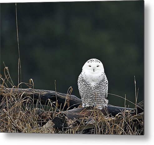 Snowy Owl Metal Print featuring the photograph Vermont Snowy Owl by John Vose