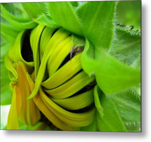 Sunflower Metal Print featuring the photograph Very Shy Sunflower by Cynthia Clark