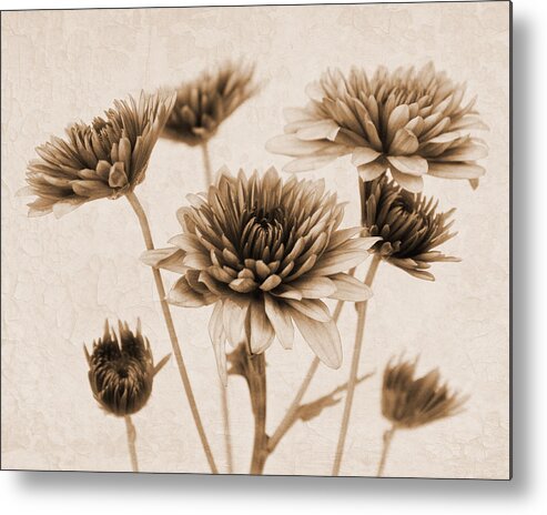 Chrysanthemum Metal Print featuring the photograph Vintage Bouquet by Judy Vincent
