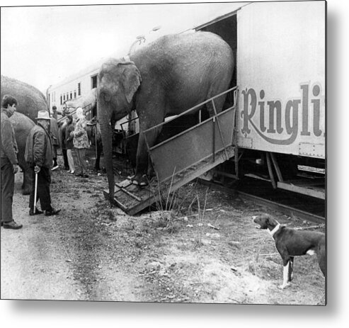 Classic Metal Print featuring the photograph Vintage Circus Elephant Unloading by Retro Images Archive