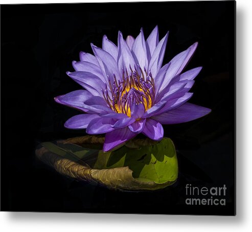 Waterlily Metal Print featuring the photograph Visitor to the Water Lily by Roman Kurywczak