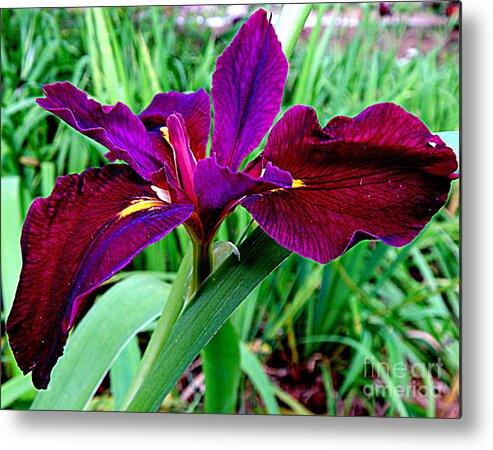 New Orleans Photography Metal Print featuring the photograph Iris Waltz Of The Spring Equinox by Michael Hoard