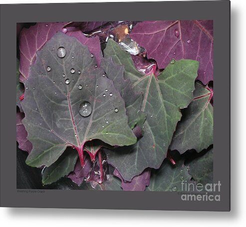 Orach Metal Print featuring the photograph Washing Purple Orach by Patricia Overmoyer