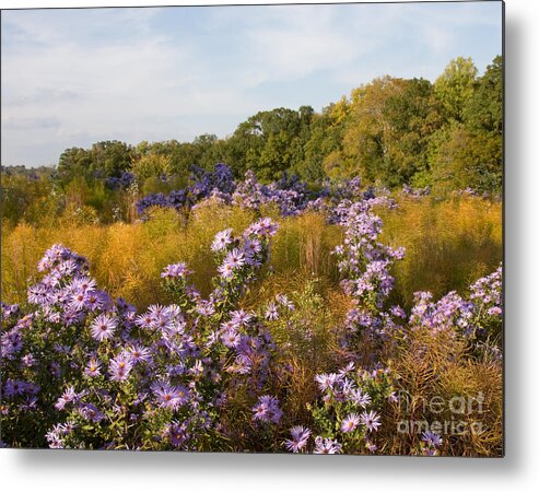 Aster Metal Print featuring the photograph Washington Fall Asters by Chris Scroggins