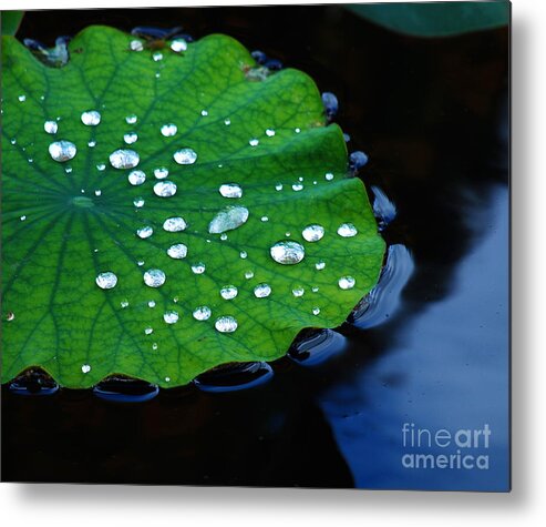 Water Metal Print featuring the photograph Waterdrops on Lilypad by Nancy Mueller