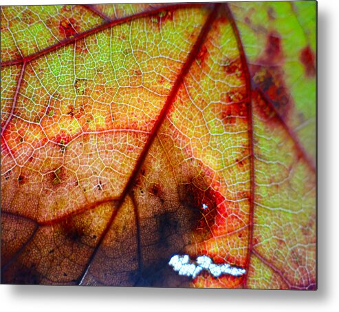 Leaf Metal Print featuring the photograph Weathered by Morgan Tyndale