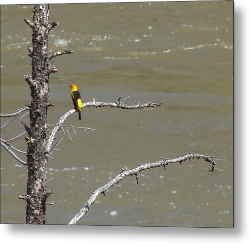 Birds Metal Print featuring the photograph Western Tanager Profile by Carl Moore