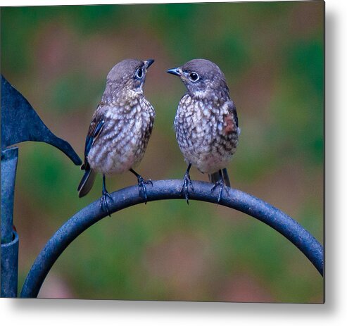 Bluebird Metal Print featuring the photograph When's Dad Coming Back? by Robert L Jackson