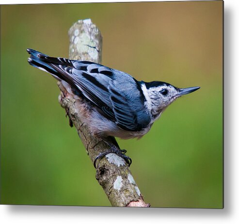 White-breasted Nuthatch Metal Print featuring the photograph White-Breasted Nuthatch by Robert L Jackson