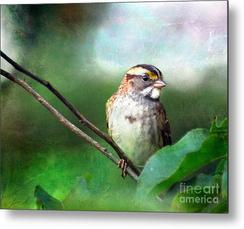 White-throated Sparrow Metal Print featuring the photograph White-throated Sparrow by Kerri Farley