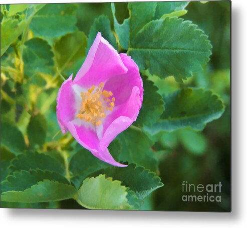 Rose Metal Print featuring the digital art Wild Rose by L J Oakes