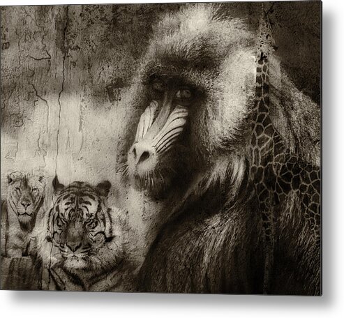 Baboon Metal Print featuring the photograph Wild Souls by Sandy Klewicki