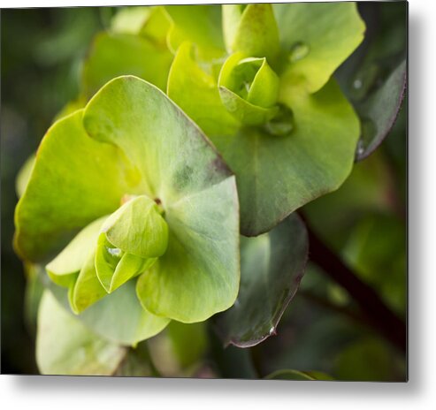 Euphorbia Metal Print featuring the photograph Euphorbia in Winter Green by Priya Ghose