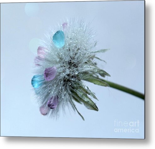 Dandelion Metal Print featuring the photograph Winter Wish by Krissy Katsimbras