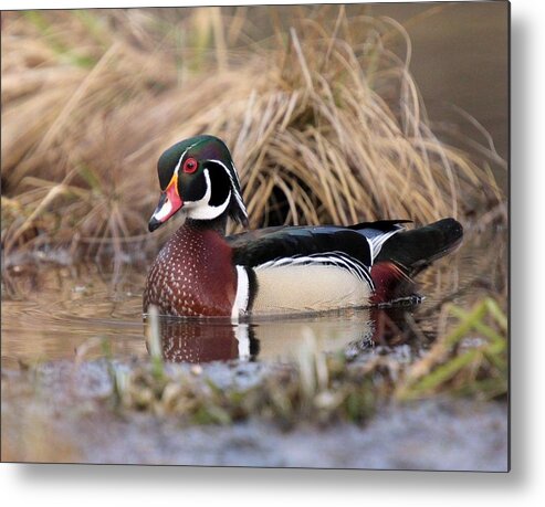 Wood Duck Metal Print featuring the photograph Wood Duck Drake Pose by John Dart