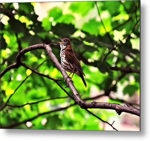 Bird Metal Print featuring the photograph Wood Thrush Singing by Flees Photos