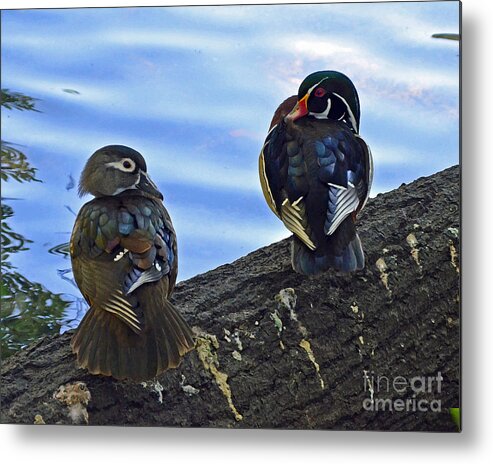 Wood Ducks Metal Print featuring the photograph Wood you love me forever by Robert Meanor