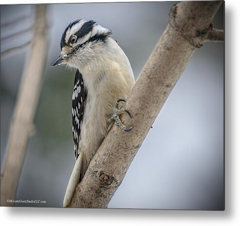 Animals Metal Print featuring the photograph Woodpecker by LeeAnn McLaneGoetz McLaneGoetzStudioLLCcom