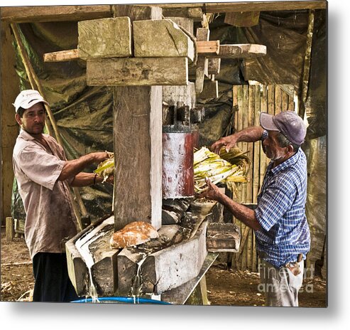 People Metal Print featuring the photograph Working hard for sugar by Heiko Koehrer-Wagner