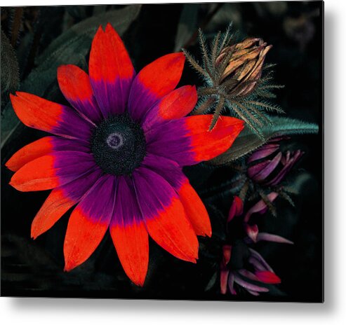Colorful Metal Print featuring the photograph Surreal by Jamieson Brown