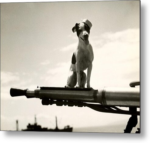 Wwii Metal Print featuring the photograph WWII USCG Mascot named Kelly by Historic Image
