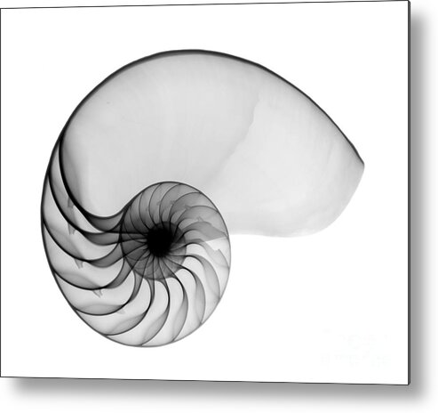 Radiograph Metal Print featuring the photograph X-ray Of Nautilus by Bert Myers