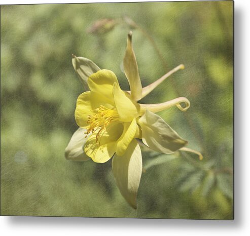 Yellow Flower Metal Print featuring the photograph Yellow Columbine by Kim Hojnacki