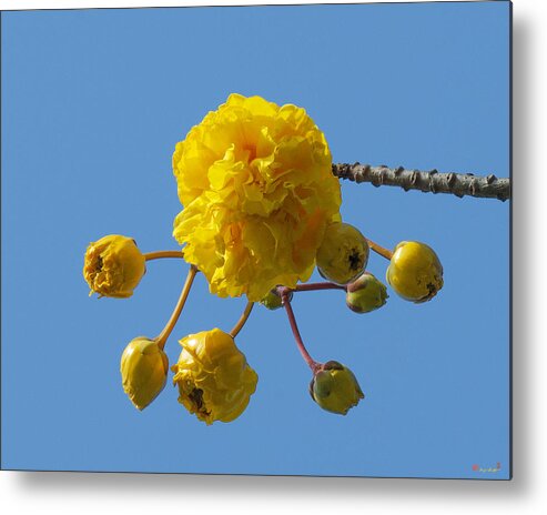 Nature Metal Print featuring the photograph Yellow Cotton Tree DTHB1536 by Gerry Gantt