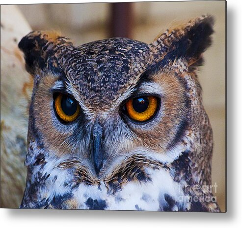Wise Owl Photographs Print Metal Print featuring the photograph Yellow Eyed Wise Old Owl by Jerry Cowart