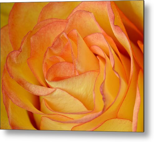 Flower Metal Print featuring the photograph Yellow Rose by Bob VonDrachek