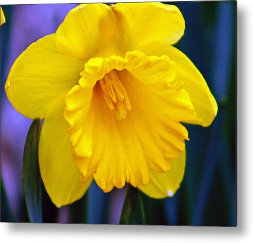 Daffodil Metal Print featuring the photograph Yellow Spring Daffodil by Kay Novy