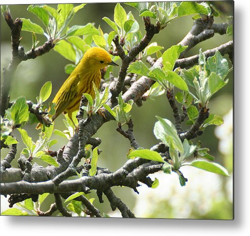 Wildlife Metal Print featuring the photograph Yellow Warbler in Pear Tree by William Selander