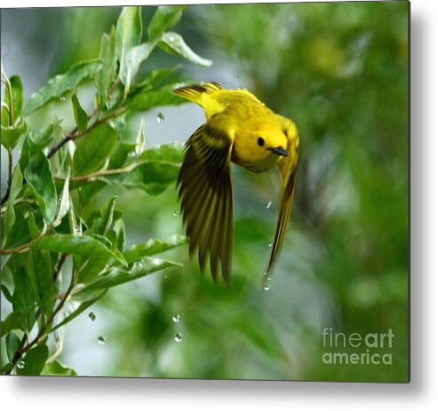 Bird Metal Print featuring the photograph Yellow Warbler Takes Flight by Rodney Campbell