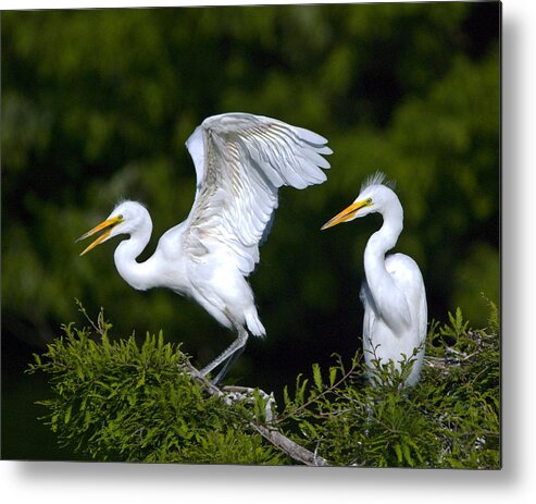 Egrets Metal Print featuring the photograph Young Egret Spreading His Wings by John Greco