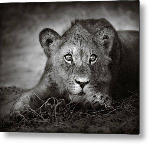 Wild Metal Print featuring the photograph Young lion portrait by Johan Swanepoel