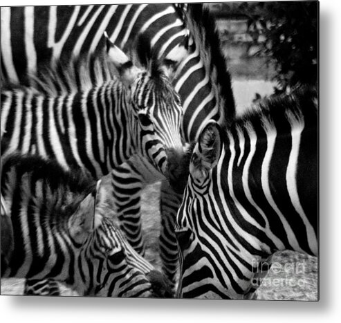 Black And White Metal Print featuring the photograph Zebra in a Crowd by Tom Brickhouse