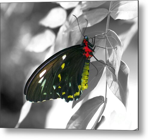 Butterfly Metal Print featuring the photograph Black Butterfly #1 by Smilin Eyes Treasures