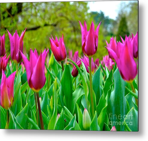 Tulips Metal Print featuring the photograph Dancing Tulips #1 by Debbi Granruth