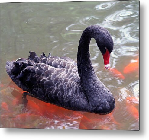 Swan Metal Print featuring the photograph Strike a Pose by Rebecca Samler