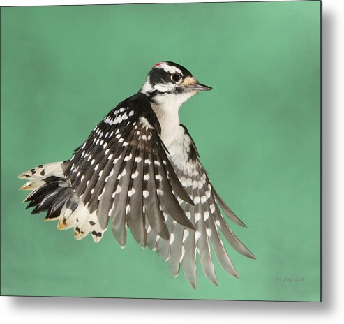 Nature Metal Print featuring the photograph Wing Flaps Down #1 by Gerry Sibell