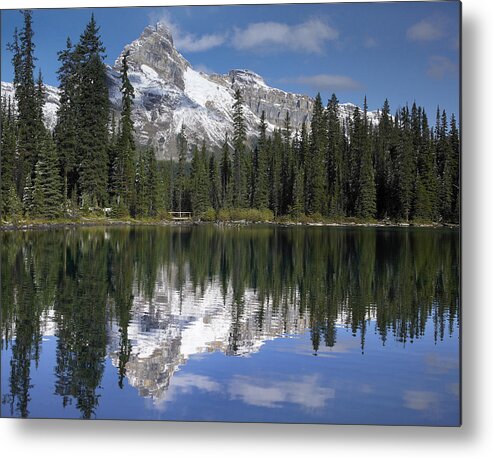 00176089 Metal Print featuring the photograph Wiwaxy Peaks And Cathedral Mountain #1 by Tim Fitzharris