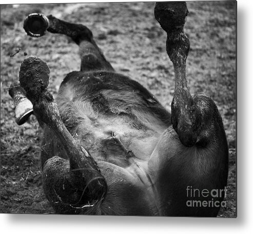 Horse Metal Print featuring the photograph Untitled #10 by Casey DiDonato