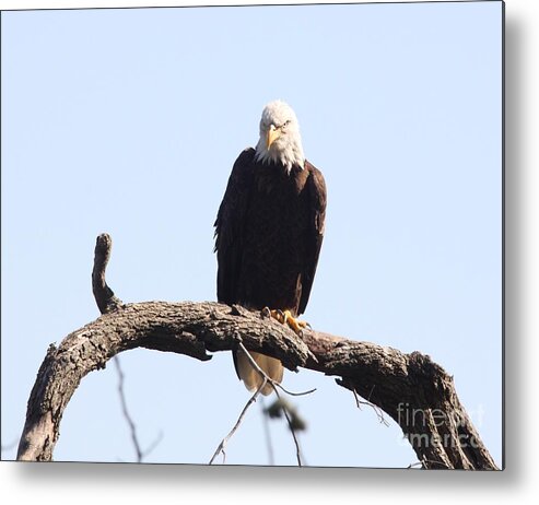 Nature Metal Print featuring the photograph Bald Eagle #3 by Jack R Brock