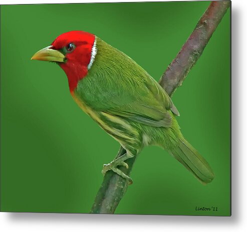 Red-headed Barbet Metal Print featuring the photograph Red-headed Barbet #4 by Larry Linton
