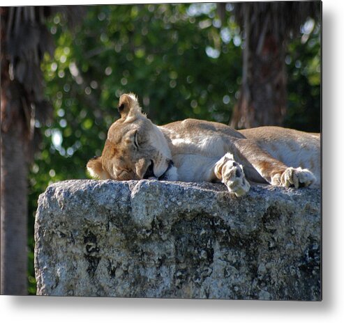 Lioness Metal Print featuring the photograph 46- Sweet Dreams by Joseph Keane