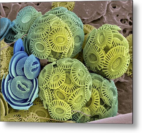 Phytoplankton Metal Print featuring the photograph Calcareous Phytoplankton, Sem #7 by Steve Gschmeissner